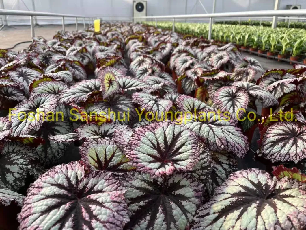 Begonia Fireworks Begoniaceae Family Import Plant From China
