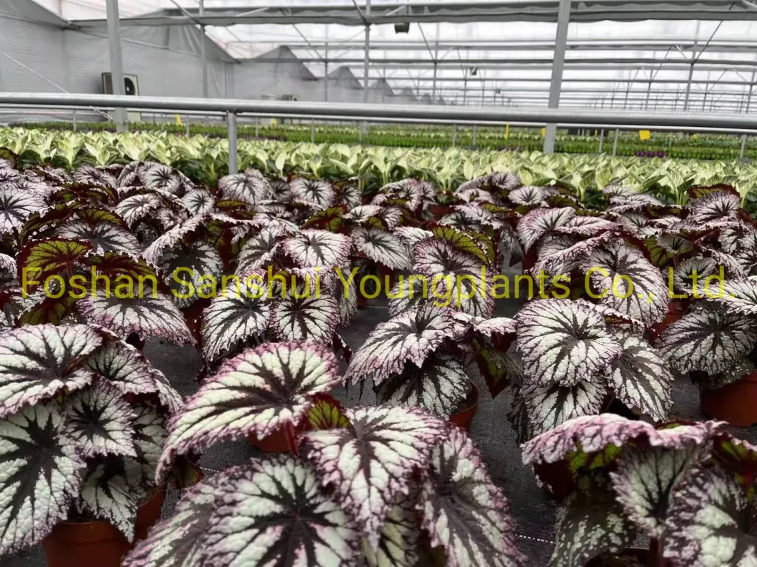 Begonia Fireworks Begoniaceae Family Import Plant From China
