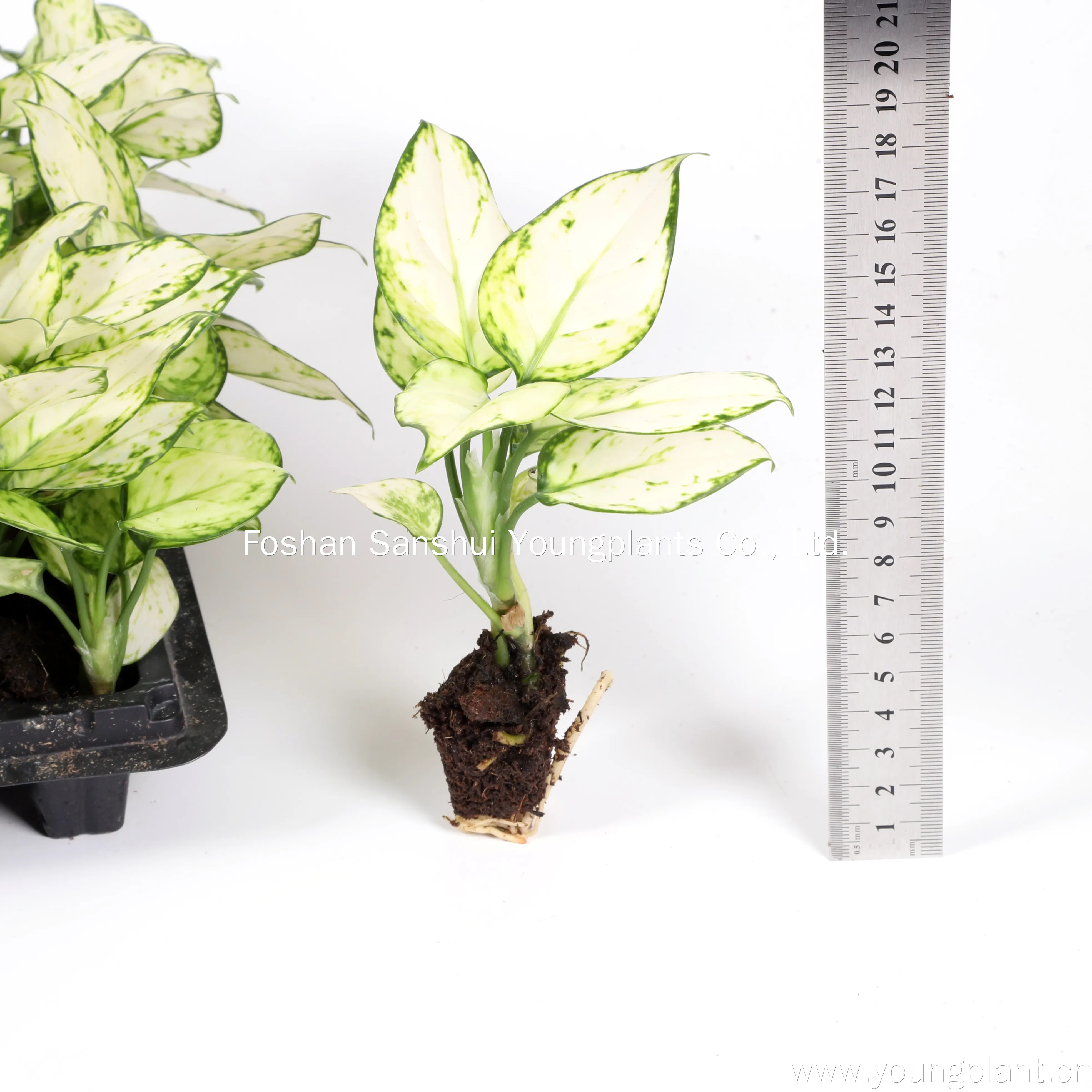 Aglaonema Red Products Wholesale - Young Plants 3