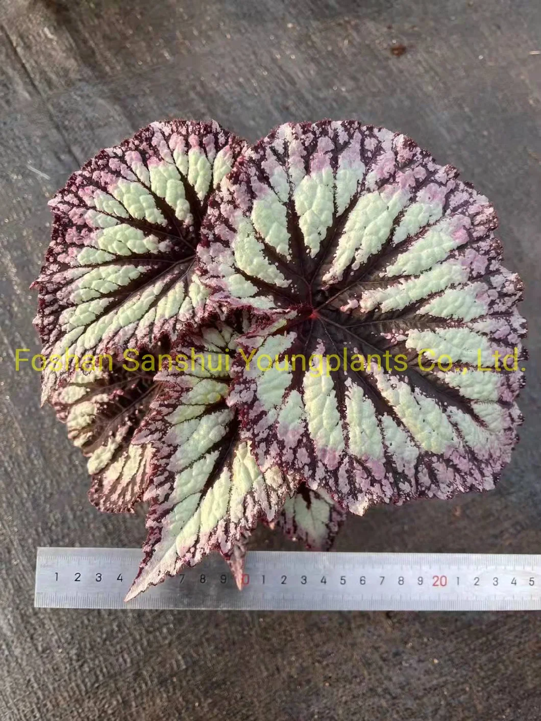 Begonia Fireworks Begoniaceae Family Import Plant From China