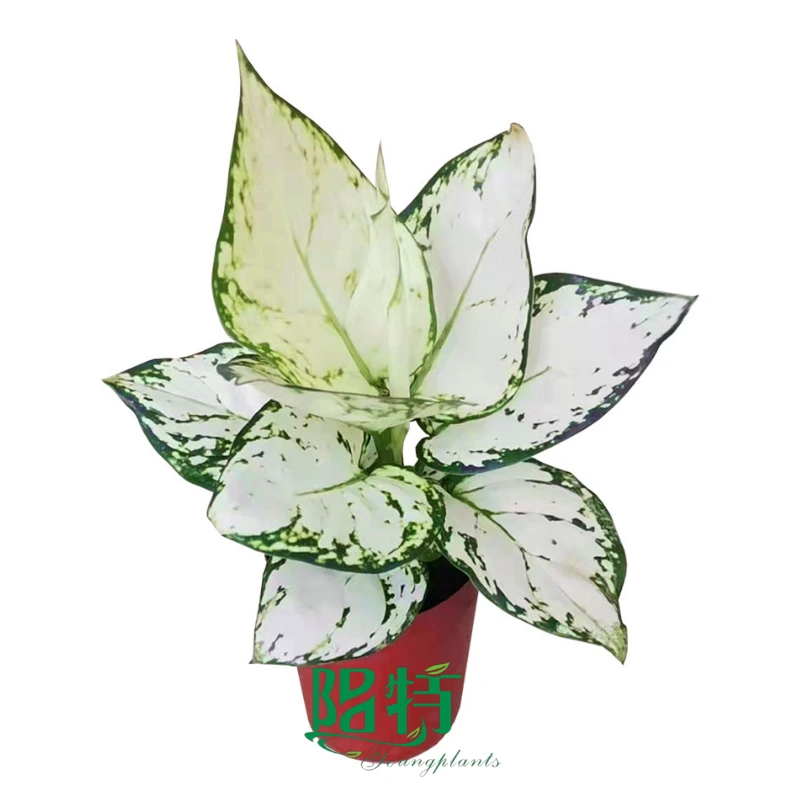 Foshan Youngplants - Aglaonema White Valentine Rooted Plant Plugs Seedlings Indoor/Outdoor Wholesale for Grower 1