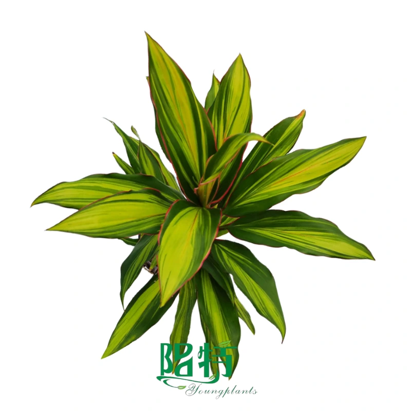Foshan Youngplants | Cordyline fruticosa 'Kiwi' Tissue Culture Plants 1