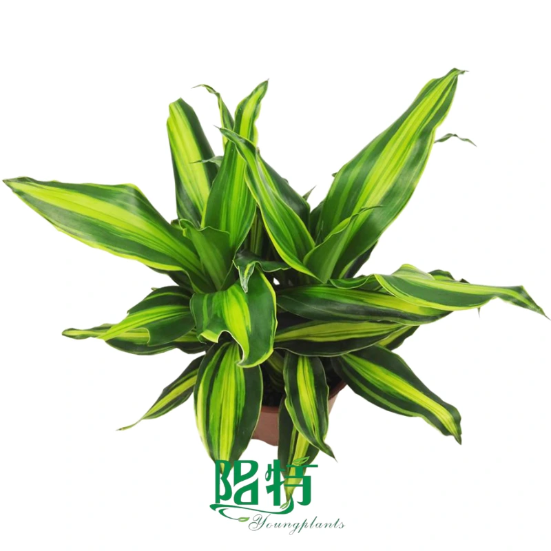 Foshan Youngplants | Dracaena deremensis 'Compacta Gold' Tissue Culture Cutting Plants 1
