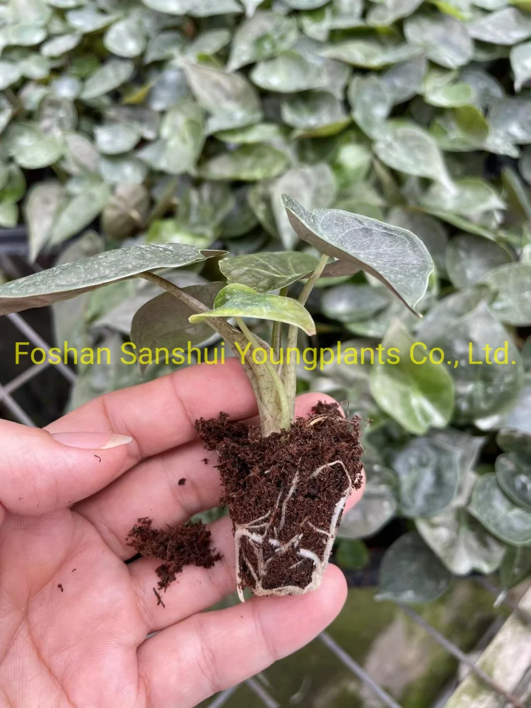 Natural Live Plantlets Wholesale Export From China Alocasia Wentii