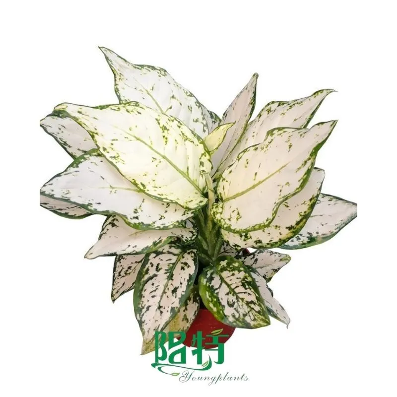 Youngplants Rooted Plug Plant Seedling Aglaonema Silver Cosmetics Wrap 1