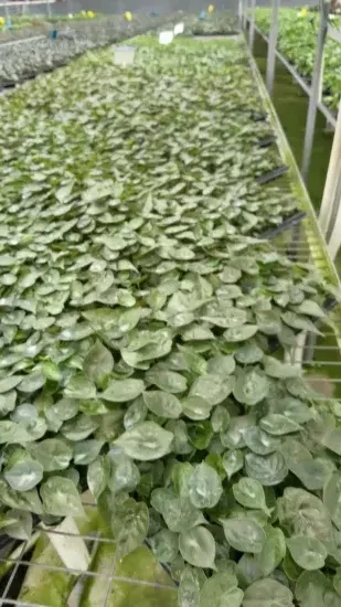 Foshan Youngplants - Natural Live Plantlets Wholesale Export From China Alocasia Wentii Others Alocasia 1