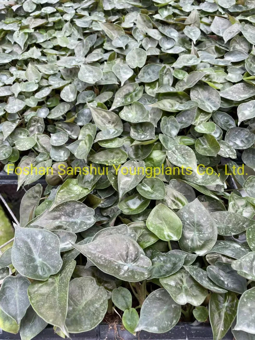 Natural Live Plantlets Wholesale Export From China Alocasia Wentii