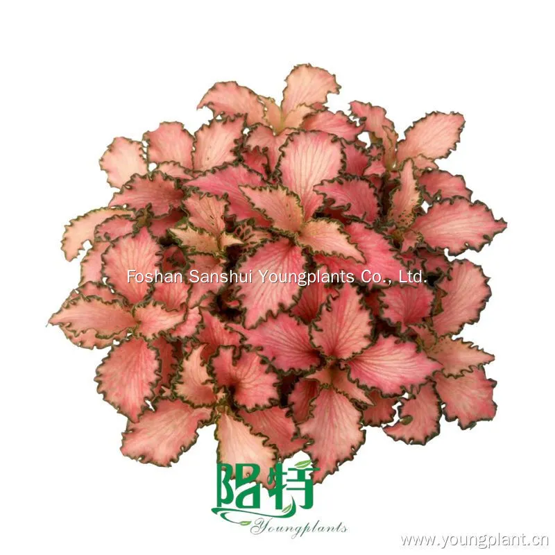 Youngplants Fittonia albivenis 'Pink' Tissue Culture Liners Seedlings 1