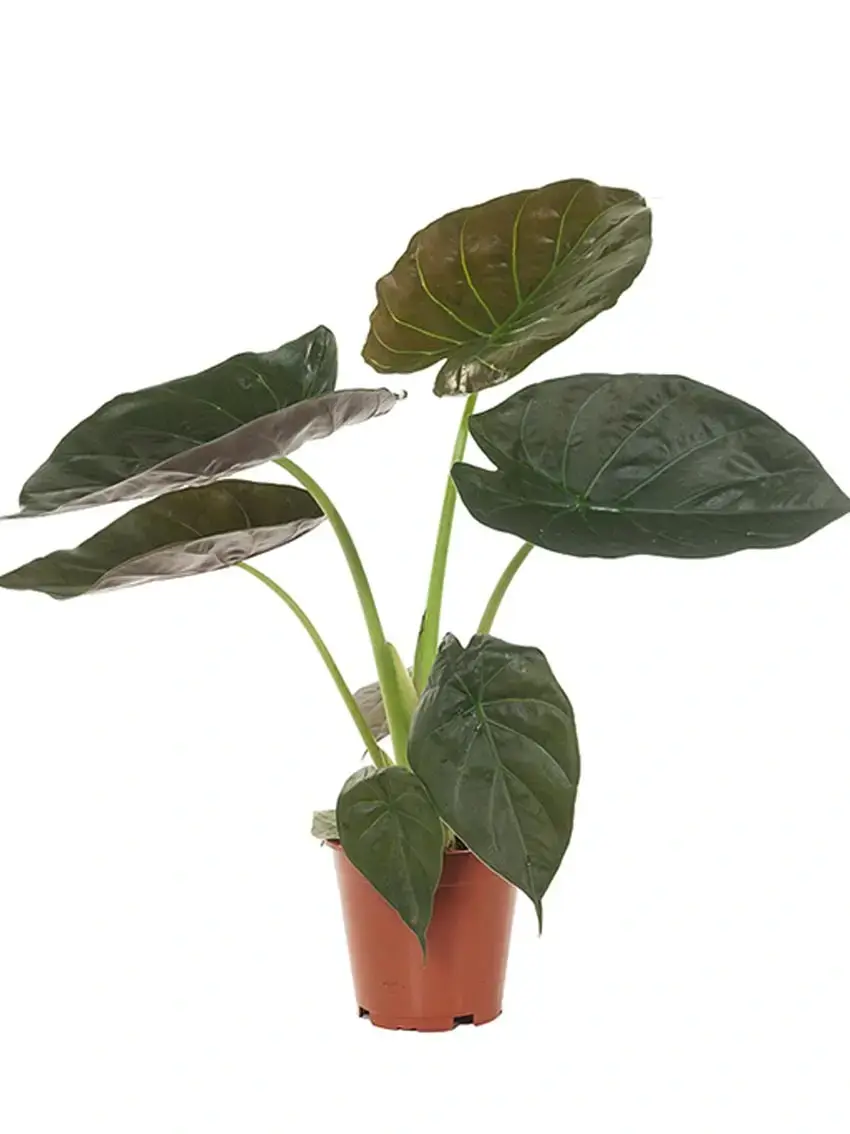 Hot-Sale alocasia rhizomes Suppliers | Youngplants 2