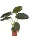 Hot-Sale alocasia rhizomes Suppliers | Youngplants 2