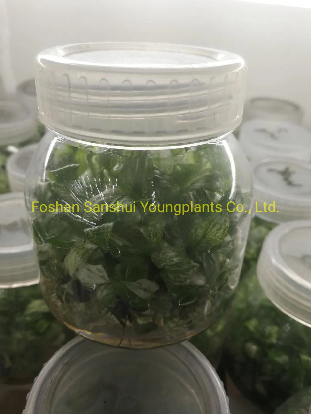 Natural Live Flowering Live Indoor Tray Plants Wholesale Import From China