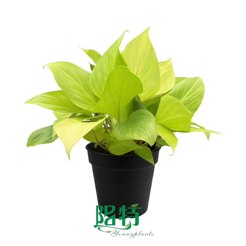 Foshan Youngplants | Homalomena Plant Occulta 'Lemon Lime' For Sale 1