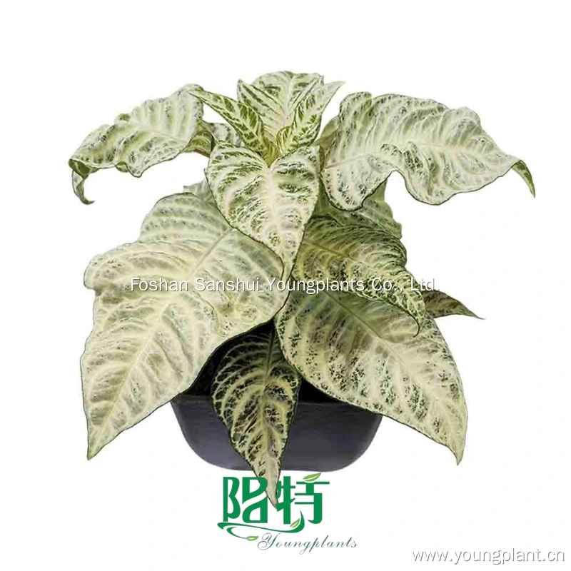 Foshan Youngplants | Aphelandra Squarrosa Zebra Plant 'White Wash' 1