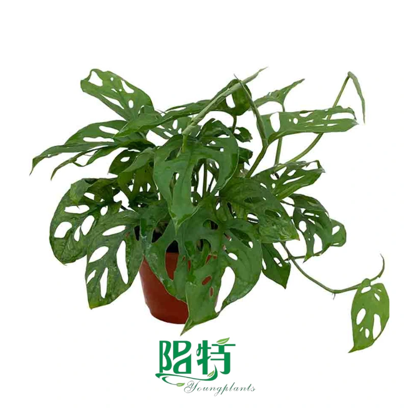 Foshan Youngplants - Monstera Plant Adansonii Swiss Cheese Vine Rooted Plant Plugs Seedlings Indoor/Outdoor Wholesale 1