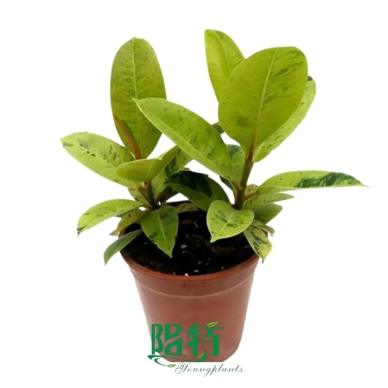 Foshan Youngplants - Wholesale Live Plants Supply Growers Variegate Rubber Tree Ficus elastica Shivereana Moonshine 1