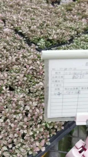 Foshan Youngplants - Fittonia Pink Indoor Plants Tissue Culture and Plugs Export Worldwide Fittonia 1