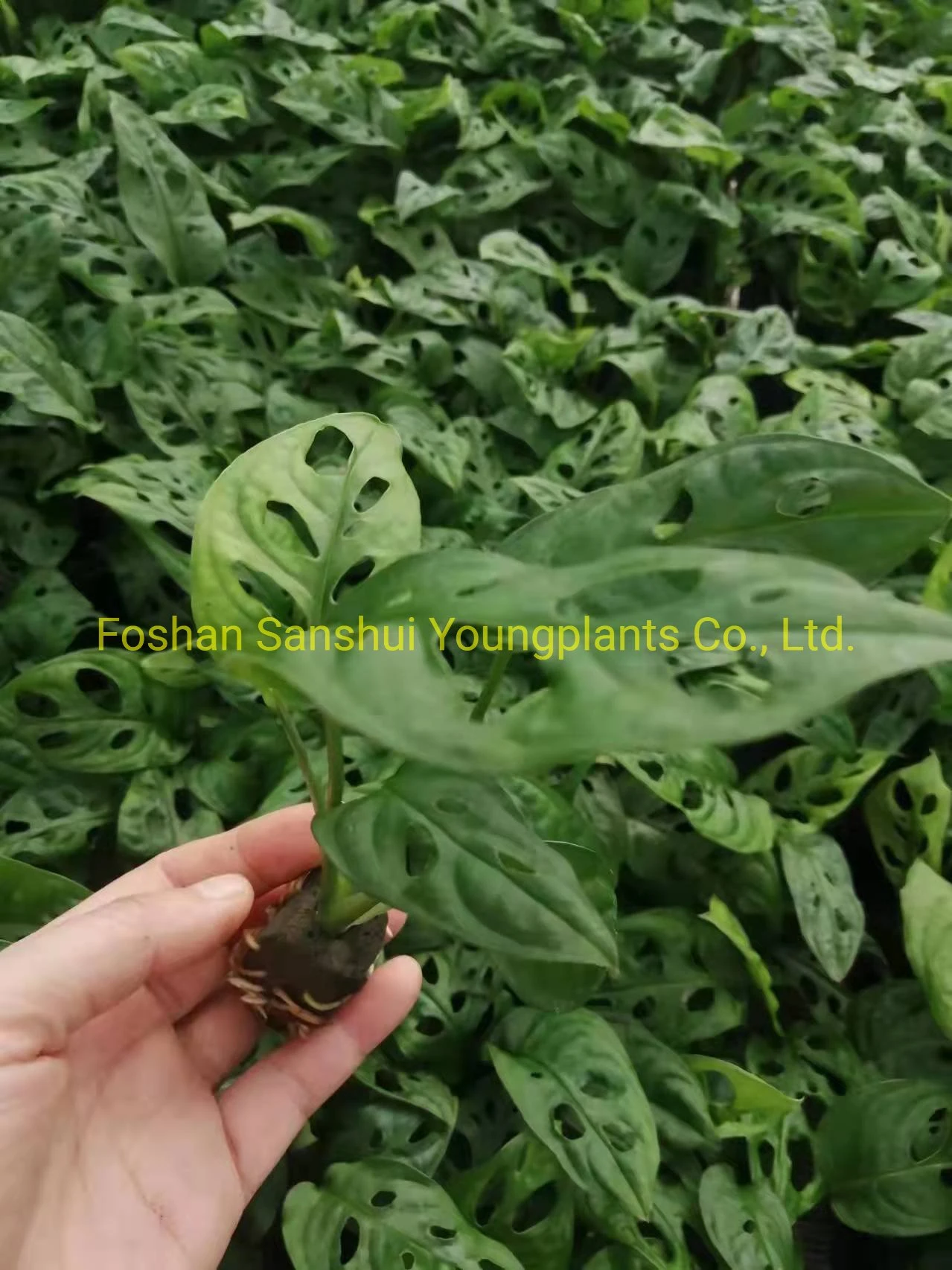 monstera variegata all'ingrosso | Giovani piante 7