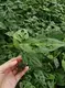 Monstera Plant Propagation: Quality Tissue Culture Plants 4