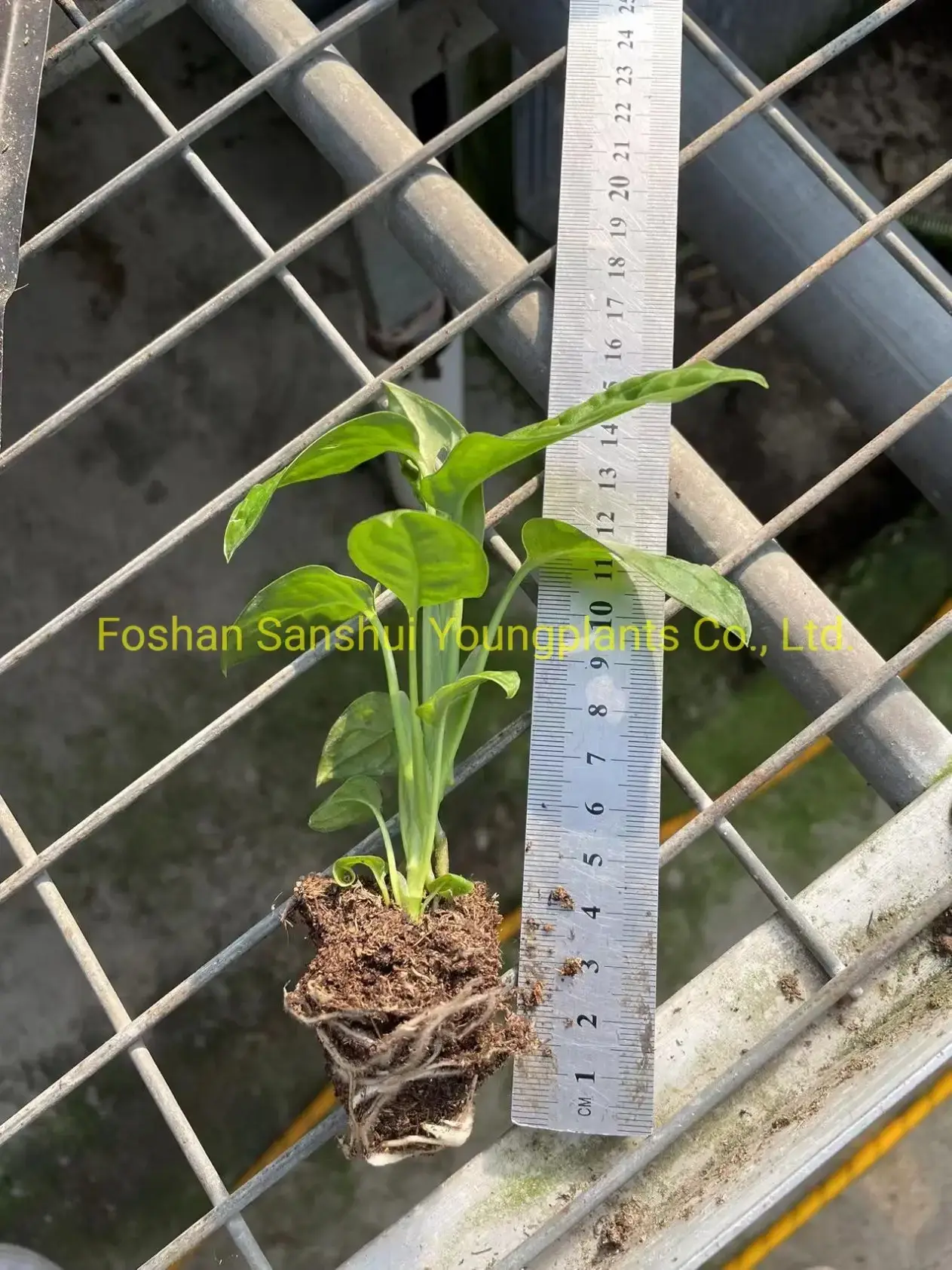 Monstera Plant Propagation: Quality Tissue Culture Plants 2