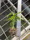 Monstera Plant Propagation: Quality Tissue Culture Plants 2