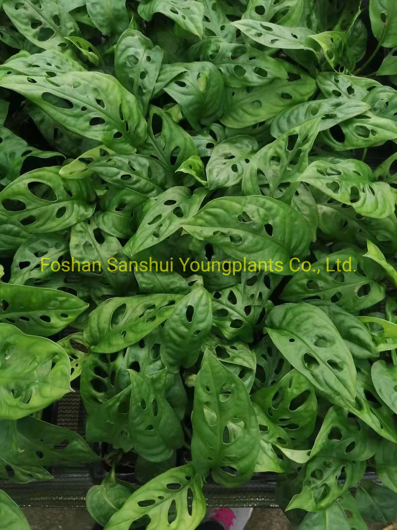 monstera variegata all'ingrosso | Giovani piante 8