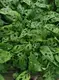 Monstera Plant Propagation: Quality Tissue Culture Plants 5