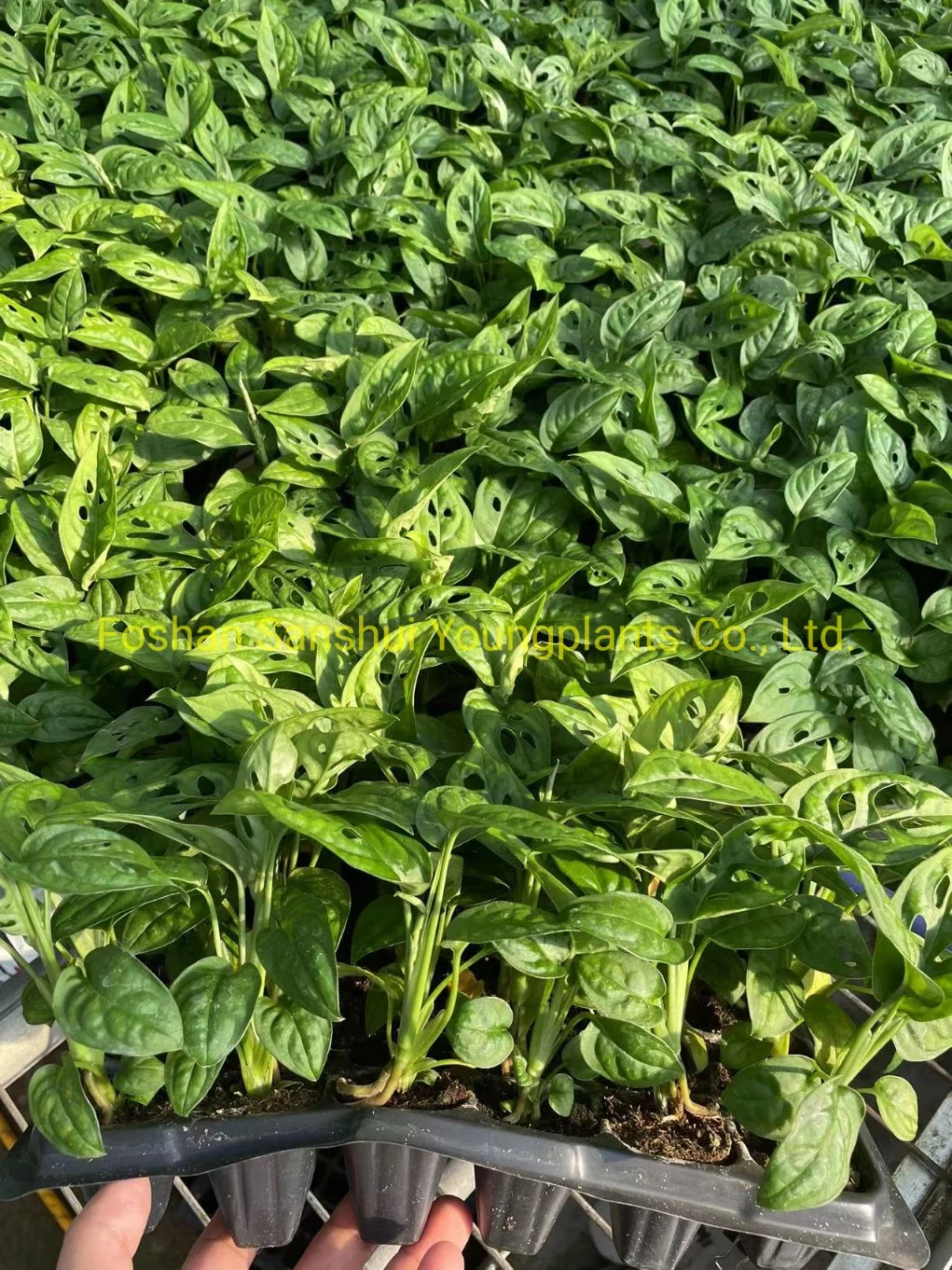 monstera variegata all'ingrosso | Giovani piante 6