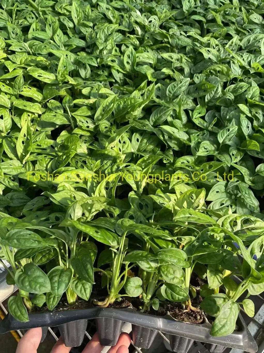 Monstera Plant Propagation: Quality Tissue Culture Plants 3