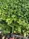 Monstera Plant Propagation: Quality Tissue Culture Plants 3