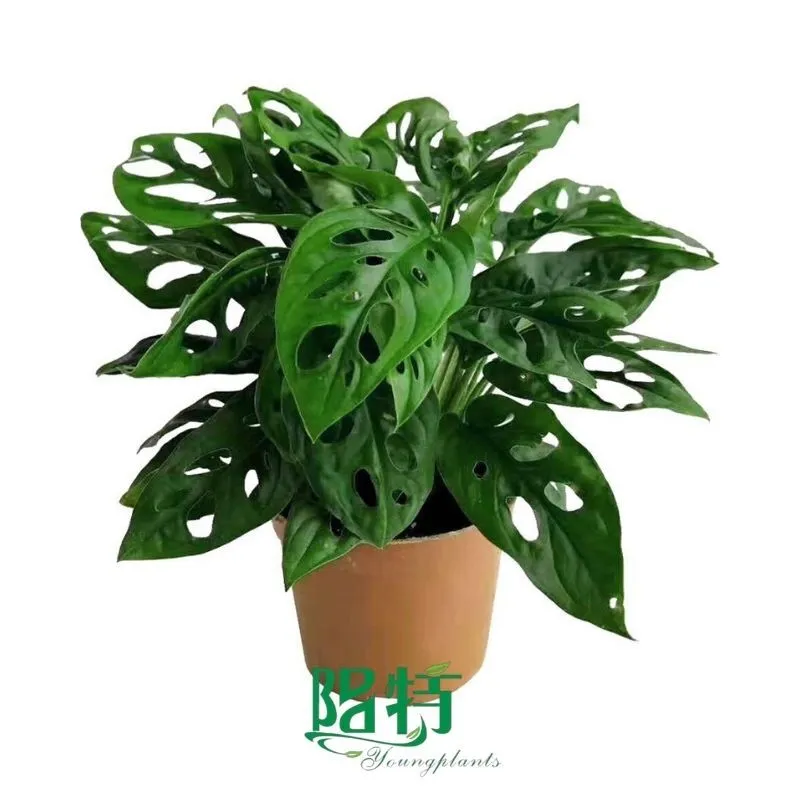 Foshan Youngplants - Monstera friedrichsthalii/obliqua var. expilaRooted Plant Plugs Seedlings Indoor/Outdoor Wholesale 1