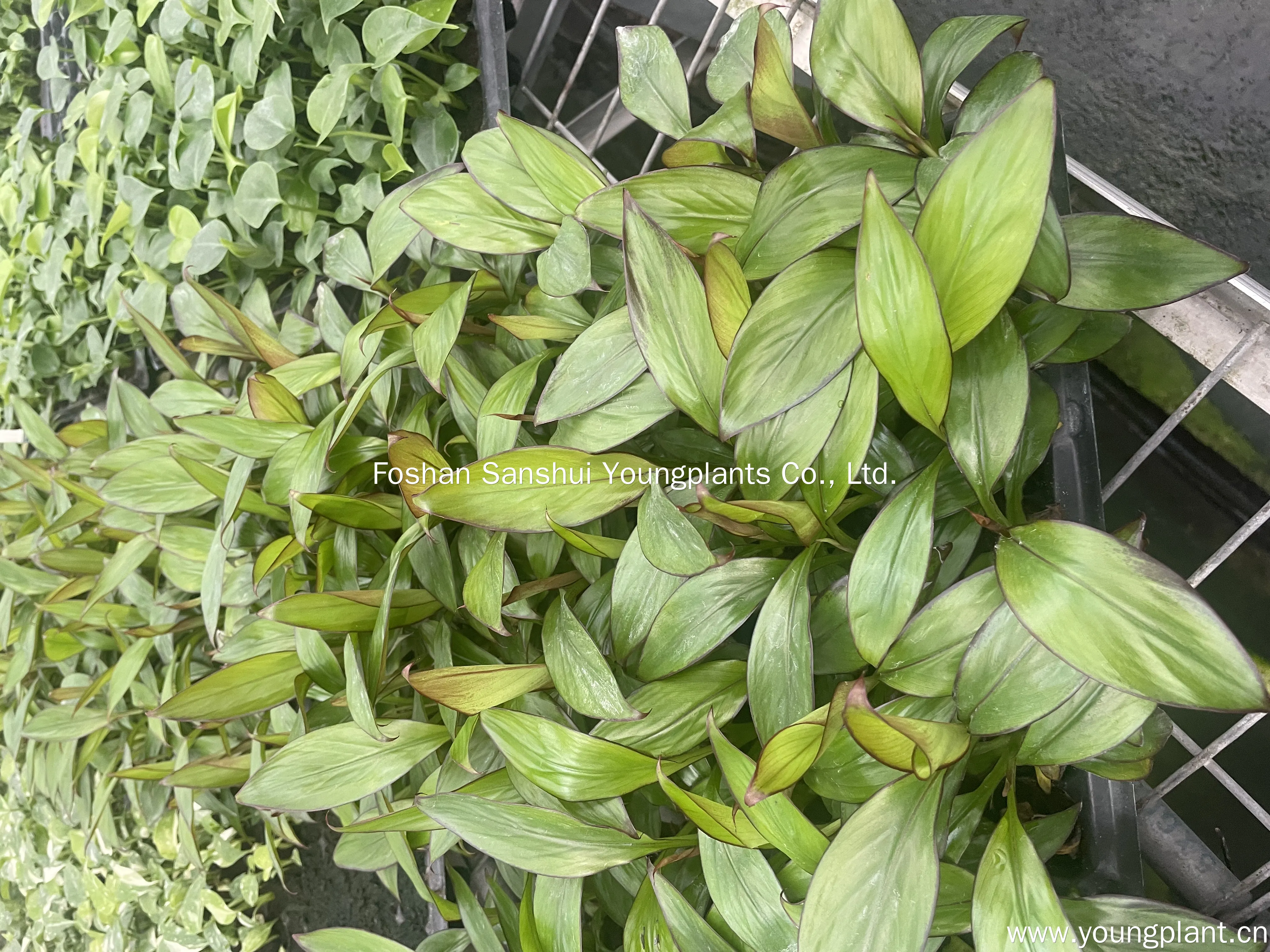 Red Abyssinian Banana - Fast Growing Musa Banana Plant 3