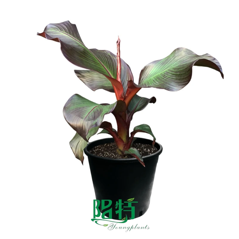 Foshan Youngplants | Ensete ventricosum Maurelii Banana Live Plant Wholesale Manufacturer from China 1