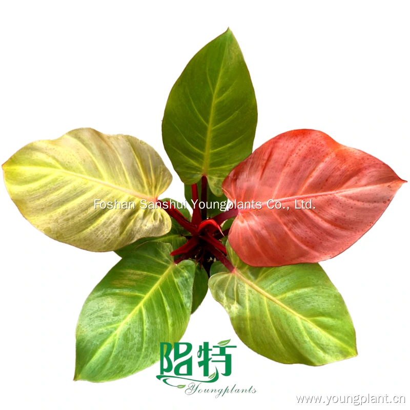 Foshan Youngplants | Philodendron 'Cherry Red' Tissue Culture Wholesale Liner Trays 1