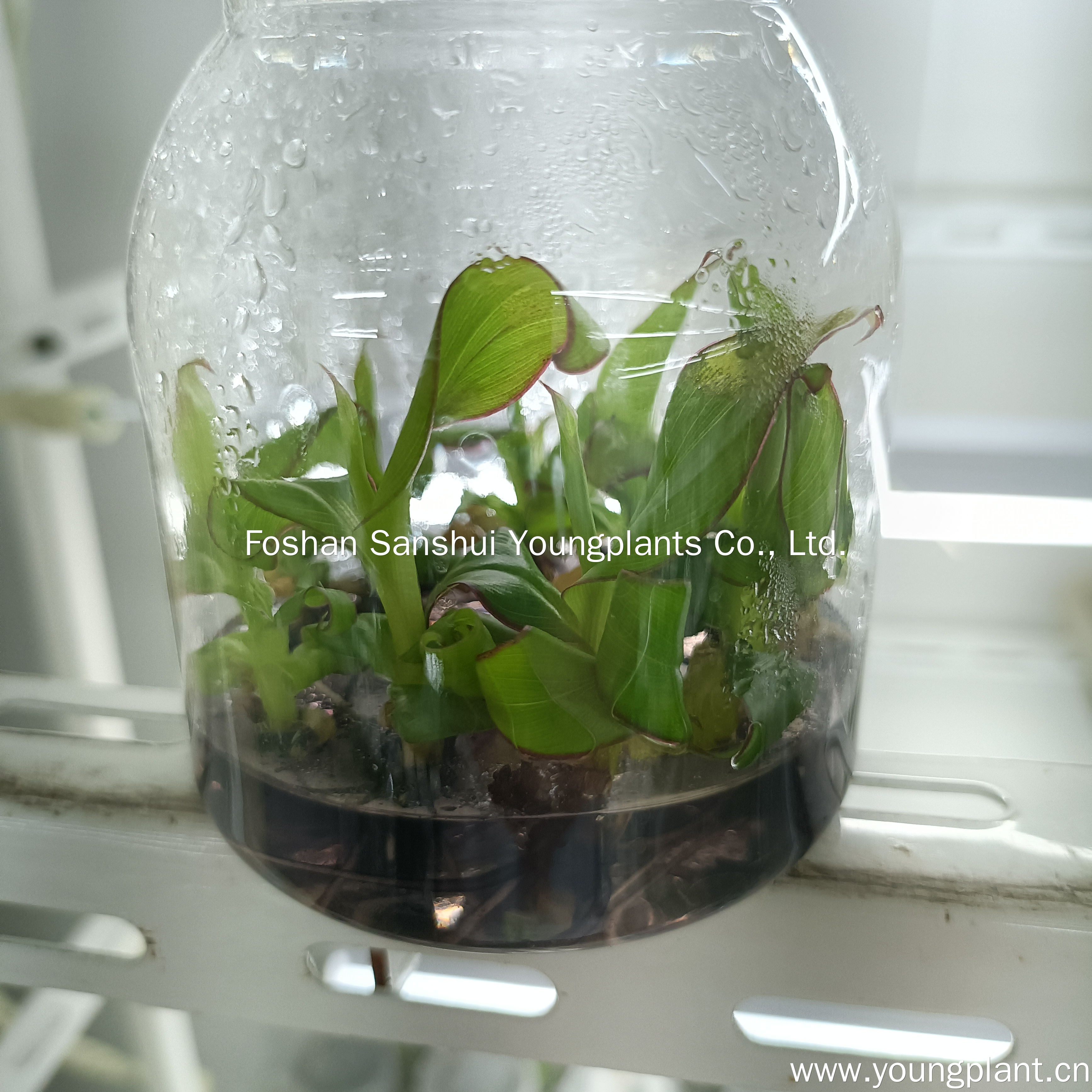 Youngplants | Best ficus Supply 5