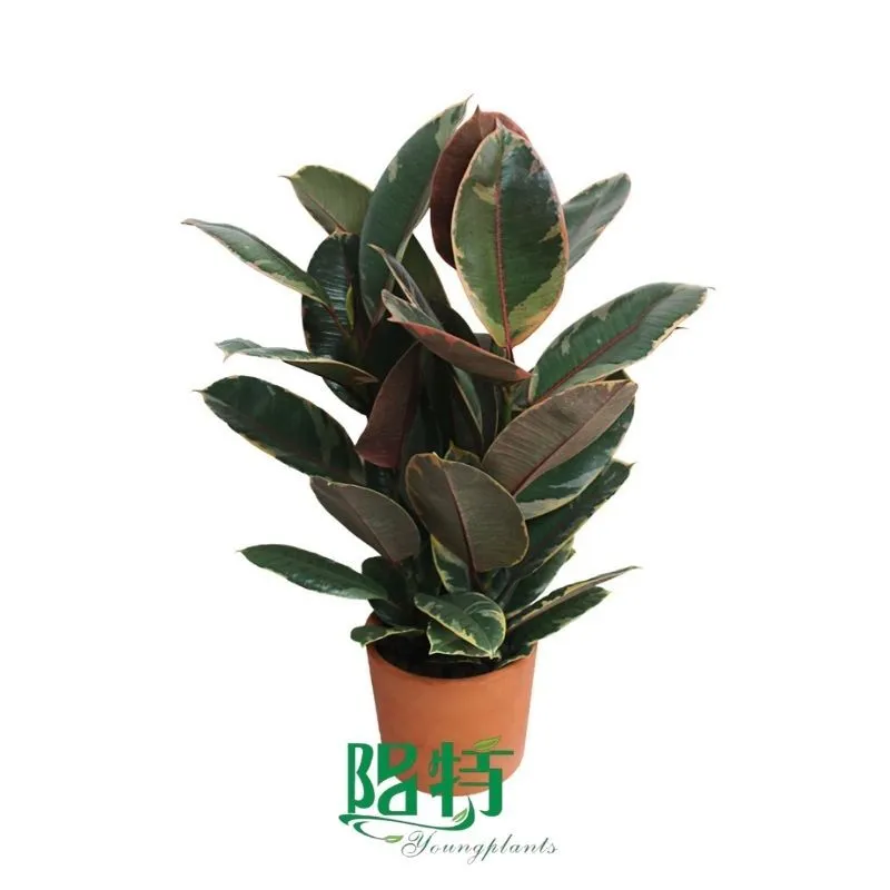 Foshan Youngplants - Wholesale Live Plants Supply Growers Variegated Rubber Tree Ficus elastica 'Ruby' 1