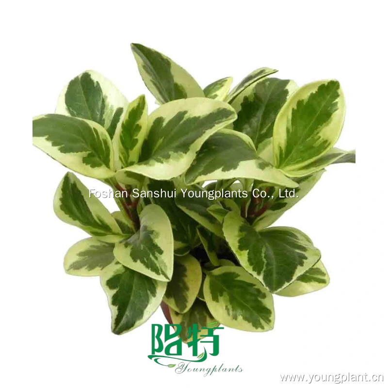 Foshan Youngplants - Peperomia Obtusifolia Albo-Marginata Ornamental Plant Wholesale Import From China Peperomia 1