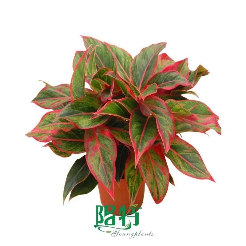 Foshan Youngplants - Rooted Plant Plugs Seedlings Indoor/Outdoor Wholesale for Grower Aglaonema Siam Aurora 1