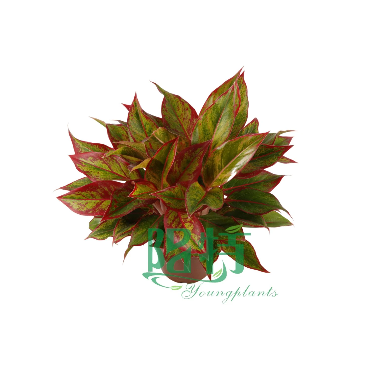 Аглаонема по оптовым ценам | Youngplants 3