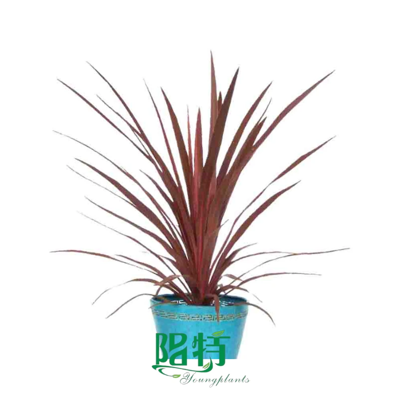 Foshan Youngplants | Cordyline australis 'Red Star' Tray Liners Plant Wholesale Natural Plant 1