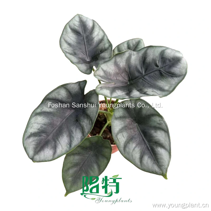 Foshan Youngplants | Alocasia reversa Tissue Culture Plants Micropropegation Cuttings In Vitro Supply 1