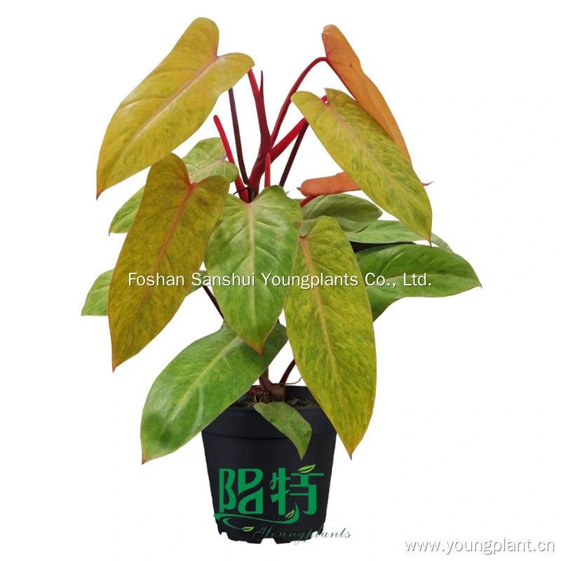 Foshan Youngplants | Philodendron erubescens 'Painted Lady' Tissue Culture Supply 1