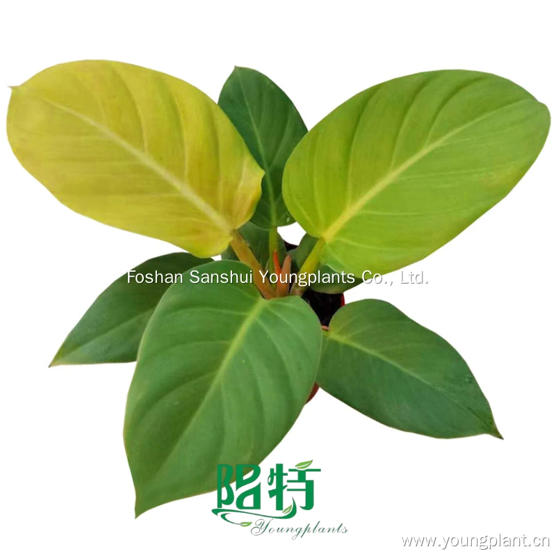 Foshan Youngplants | Philodendron melinonii 'Gold' 1