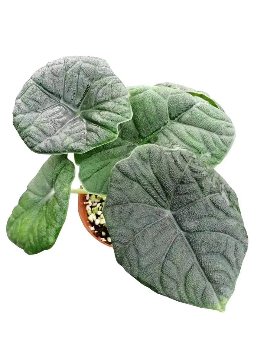 Here's What People Are Saying About aglaonema light needs