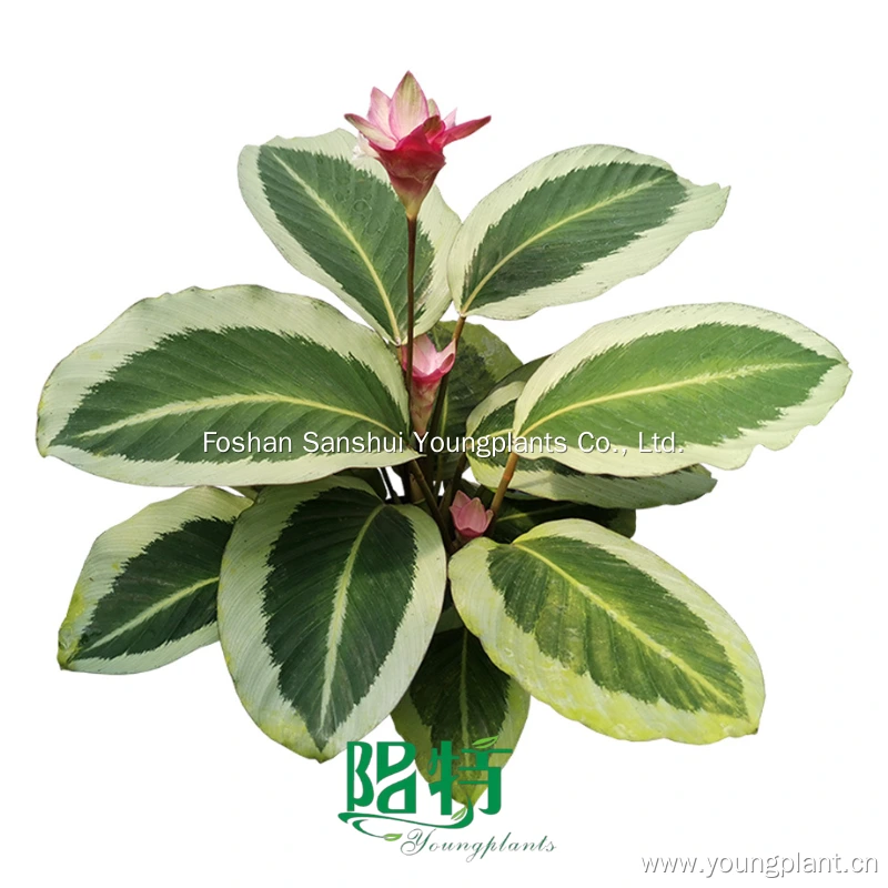 Calathea 'Maria' Tissue Culture Live Plants Liner Trays | Youngplants 1