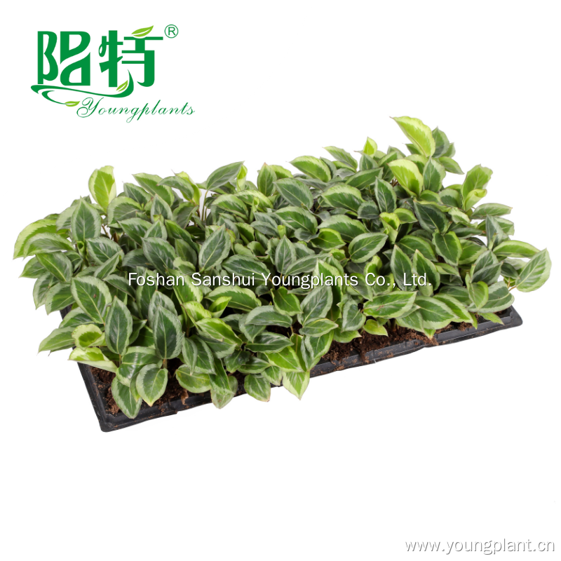 Best prayerplant Factory | Youngplants 5