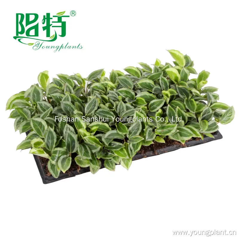 Best prayerplant Factory | Youngplants 3