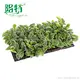 Best prayerplant Factory | Youngplants 3