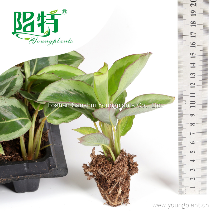 Best prayerplant Factory | Youngplants 4