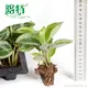 Best prayerplant Factory | Youngplants 2