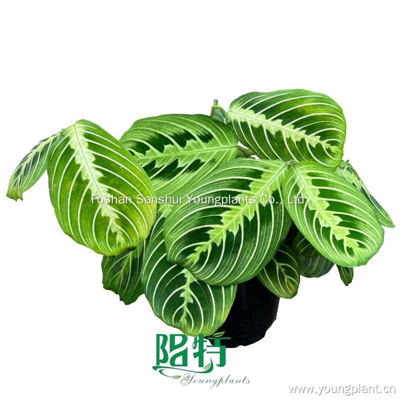 Foshan Youngplants - Maranta leuconeura 'Lemon Lime' Wholesale Liners Tissue Culture 1